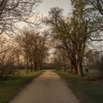 A quiet path through trees at golden hour