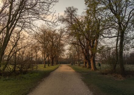 A quiet path through trees at golden hour