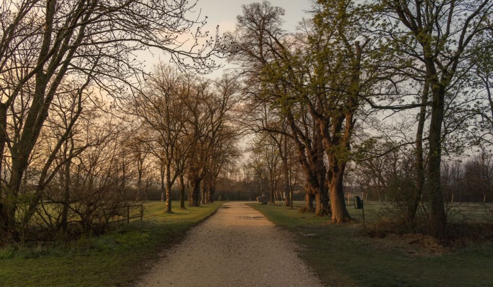 A quiet path through trees at golden hour